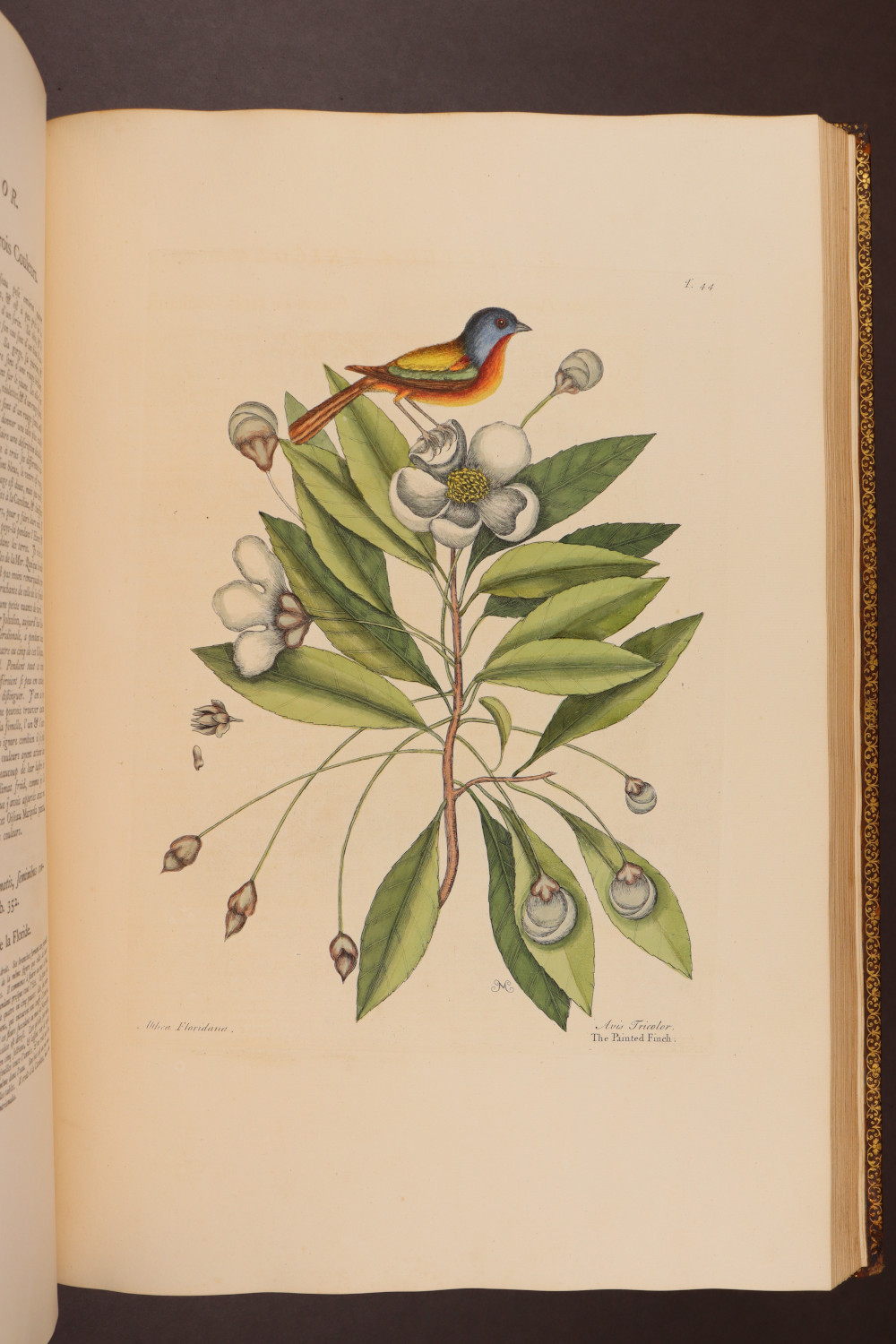 Plate 44